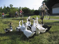 G&auml;nse Puszta